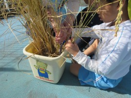 稲刈りしたよ(年長らいおん組)