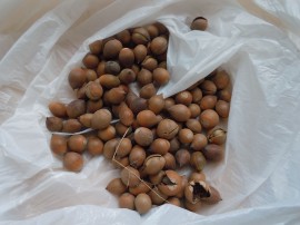 【あひる組】堀田公園へお散歩