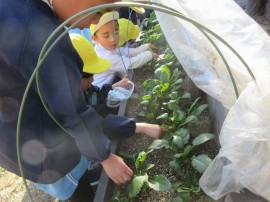 カブ収穫して、保育園で食べたよ(^^)/